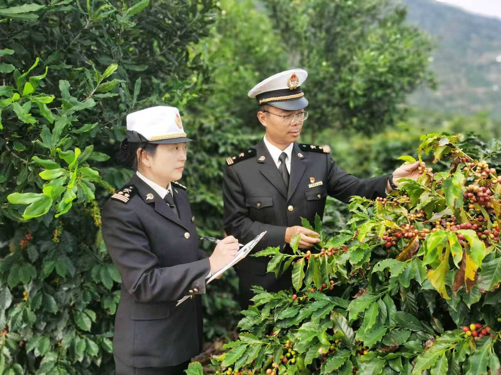 出口咖啡及其制品84亿元居全国首位AG真